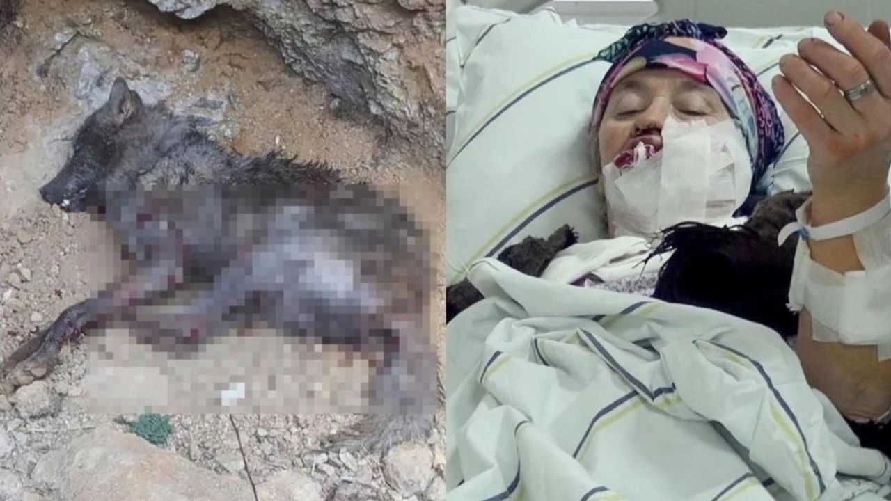 Erzurum'da köye inen kurt dehşet saçtı! 4 kişiye saldıran kurtta kuduz tespiti..